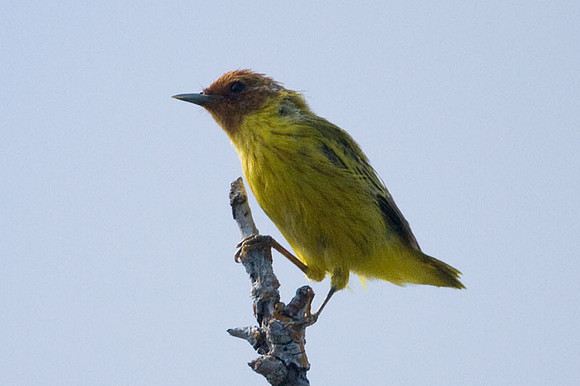 Mangrove Warbler (Dendroica petechia bryanti)