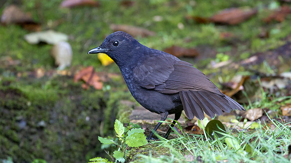 Bornean Whistling Thrush (Myophonus borneensis)