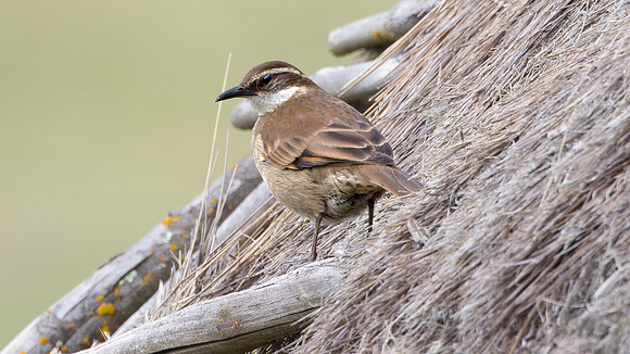 Stout-billed Cinclodes (Cinclodes excelsior)