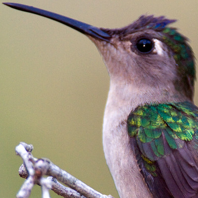Wedge-tailed Sabrewing (Campylopterus curvipennis)