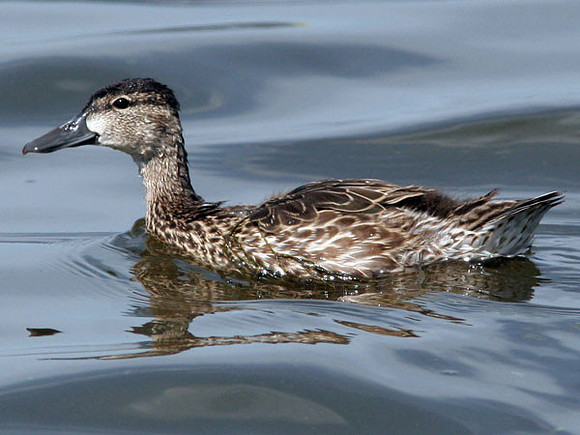 Blue-winged Teal (Anas discors) female
