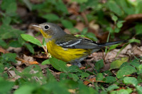 Magnolia warbler (Dendroica magnolia) immature