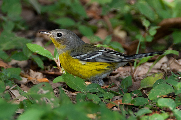 Magnolia warbler (Dendroica magnolia) immature
