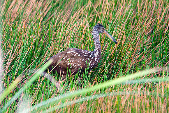 Limpkin (Aramus guarauna)