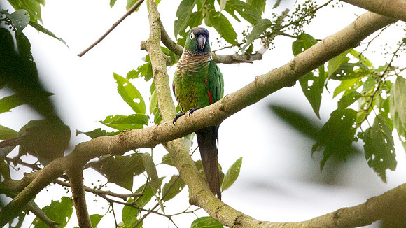 Maroon-tailed Parakeet (Pyrrhura melanura)