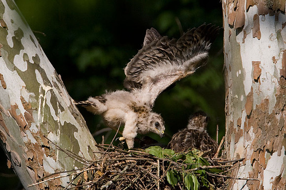 Red-shouldered Hawk (Buteo lineatus) juvenile