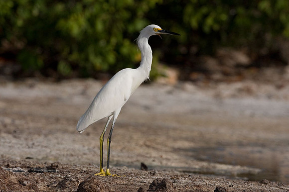 Snowy Egret (Egretta thula)