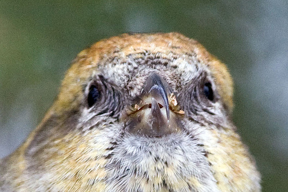 Two-barred Crossbill (Loxia leucoptera) female; also known as White-winged Crossbill