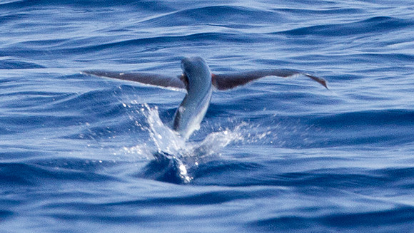 flying fish (Exocoetidae)