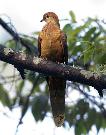 Ruddy cuckoo-dove (Macropygia emiliana)