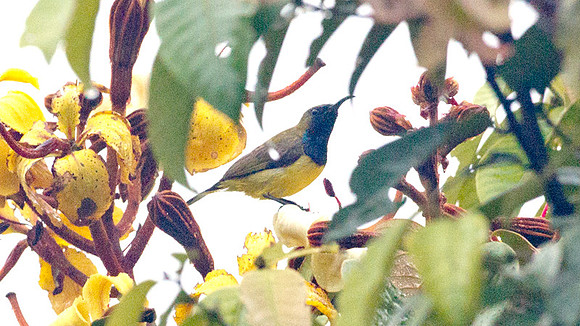 Olive-backed Sunbird (Nectarinia jugularis) male