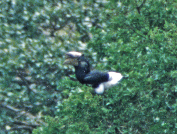Trumpeter Hornbill (Bycanistes bucinator)