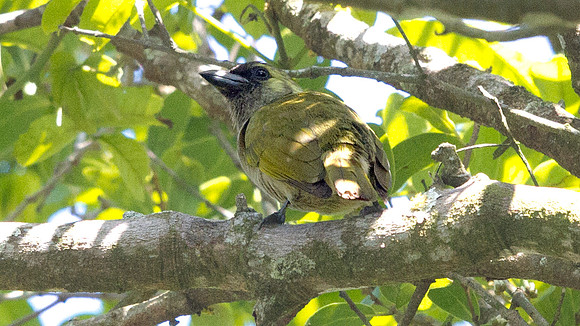 Green Barbet (Stactolaema olivacea)