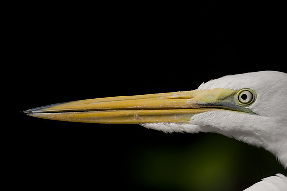 Great Egret (Ardea alba) also known as Great White Egret or Common Egret
