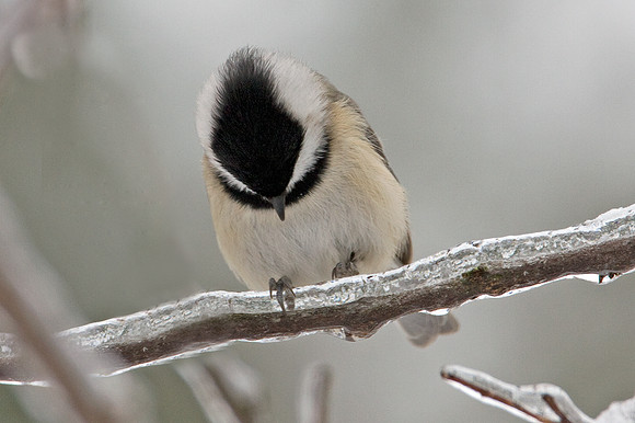Carolina Chickadee (Poecile carolinensis)