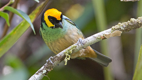 Saffron-crowned Tanager (Tangara xanthocephala)