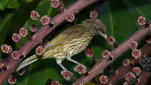 Palmchat (Dulus dominicus)
