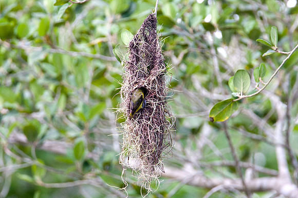 Bird in nest
