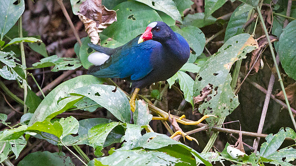 Purple Gallinule (Porphyrio martinica)