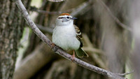 Chipping Sparrow (Spizella passerina)