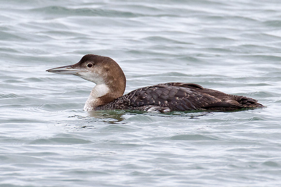 Great Northern Loon (Gavia immer) also known as Common Loon or Great Northern Diver