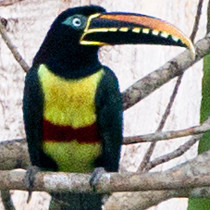Chestnut-eared Aracari (Pteroglossus castanotis)
