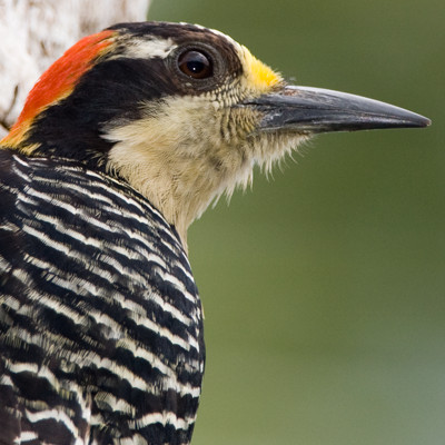 Black-cheeked Woodpecker (Melanerpes pucherani) female