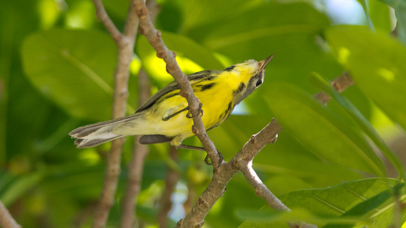Prairie Warbler (Dendroica discolor) female