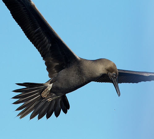 Red-footed Booby (Sula sula)