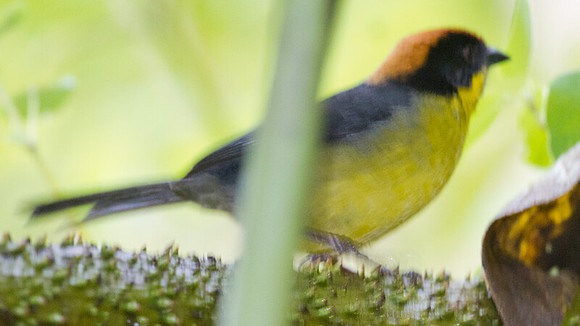 Rufous-naped Brush Finch (Atlapetes latinuchus)