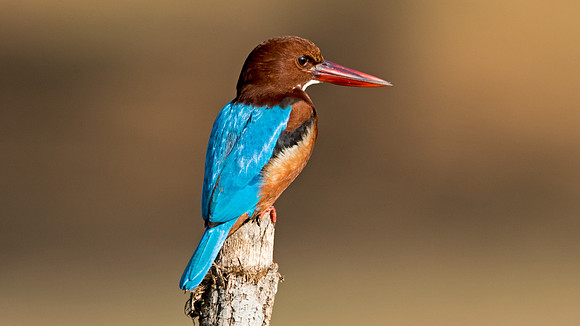 White-throated kingfisher (Halcyon smyrnensis)