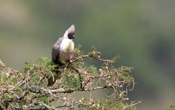 Bare-faced go-away-bird (Corythaixoides personatus)