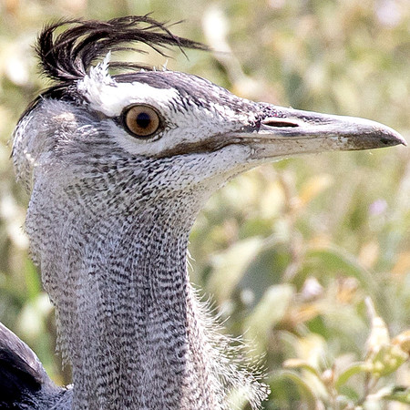 Kori bustard (Ardeotis kori)