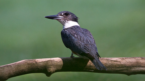 Belted Kingfisher (Megaceryle alcyon)