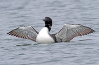 Great Northern Loon (Gavia immer) also known as Common Loon or Great Northern Diver
