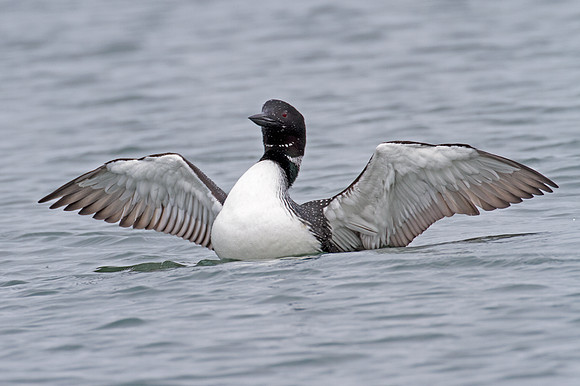 Great Northern Loon (Gavia immer) also known as Common Loon or Great Northern Diver