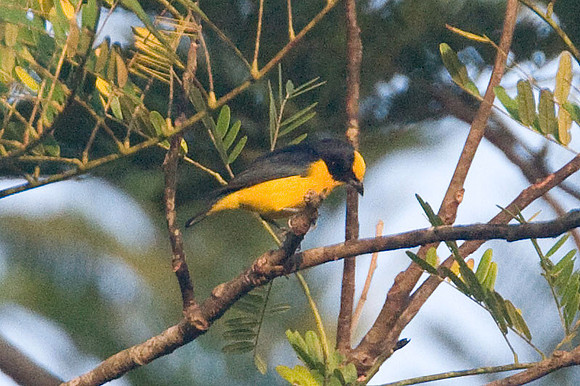 Thick-billed Euphonia (Euphonia laniirostris)