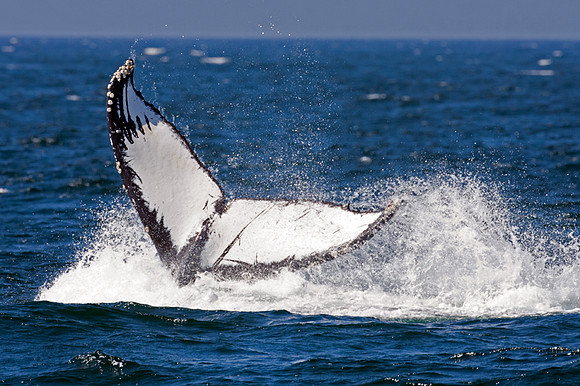 Humpback Whale (Megaptera novaeangliae)