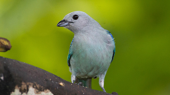 Blue-grey Tanager (Thraupis episcopus)