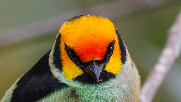 Flame-faced Tanager (Tangara parzudakii)