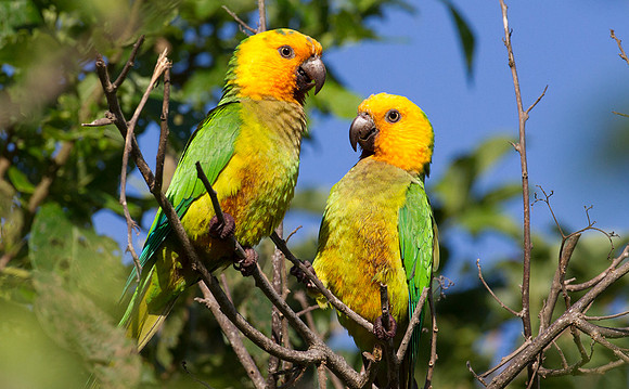 Brown-throated Parakeet (Aratinga pertinax)
