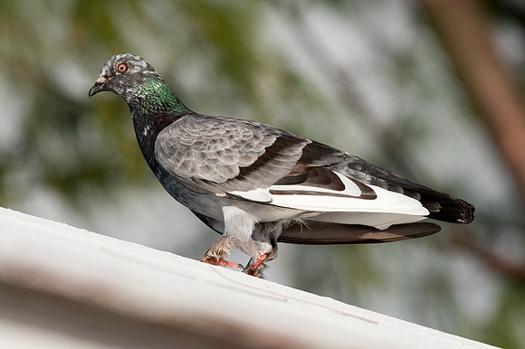 Rock Pigeon (Columba livia)