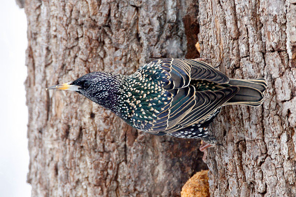 European Starling (Sturnus vulgaris) also known as Common Starling