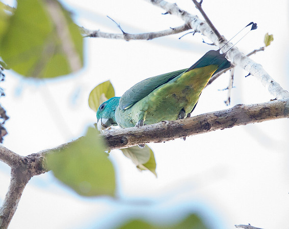Blue-headed racket-tail (Prioniturus platenae)