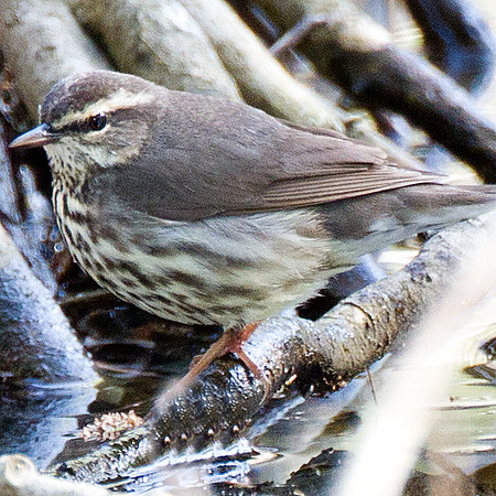 Northern Waterthrush (Parkesia noveboracensis)
