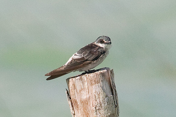 Mangrove Swallow (Tachycineta albilinea)