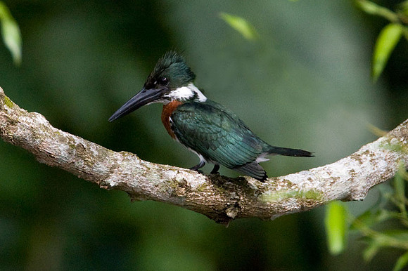 Amazon Kingfisher (Chloroceryle amazona) male