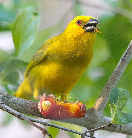 Eastern Golden Weaver (Ploceus subaureus)
