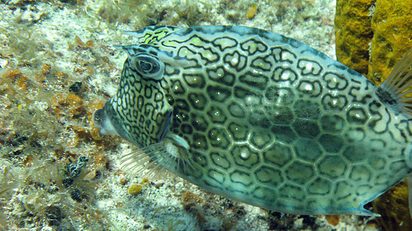 Honeycomb Cowfish (Acanthostracion polygonius)