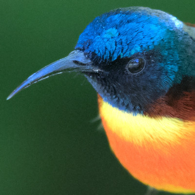 Green-tailed sunbird (Aethopyga nipalensis) Male